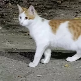 котики