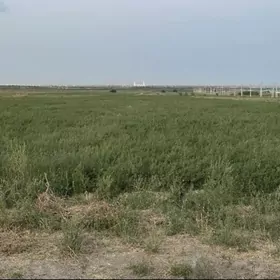 Ёрунжа гекдар