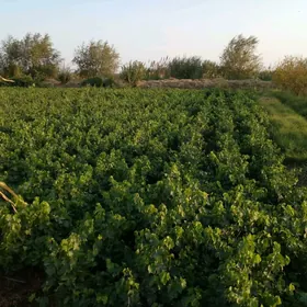 üzüm nahal