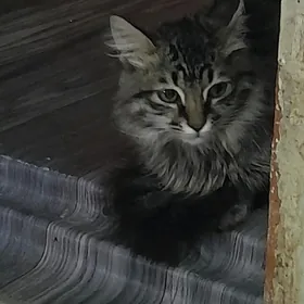 девочка 4 месяца в добрые руки