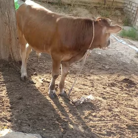 göle