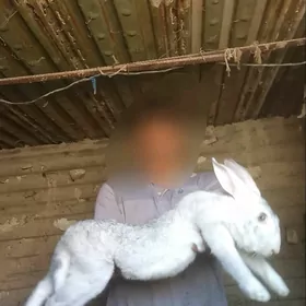 Welikan towşan