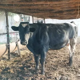 Arassa Golisteyin okuz