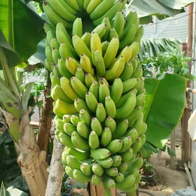 Саженцы банана