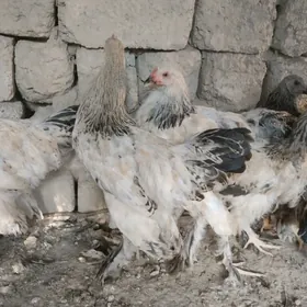 брама.жужэ.арегинал