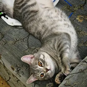 Кот породистый