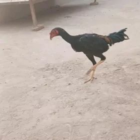jüje