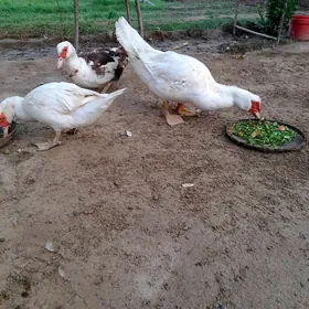 ordek indawutga ýaşyl baş