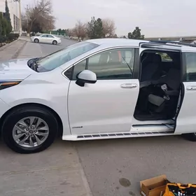 padnoska 2023 sienna