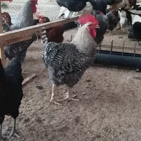 Dominat we Ataks ýumurtga
