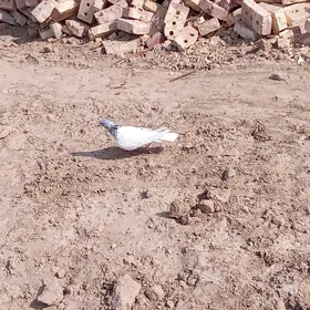 kepderi 🪽️️🪽