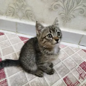 Pishikler