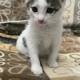 котята