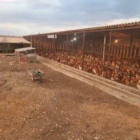 Ferma