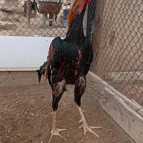 TAŞKENT