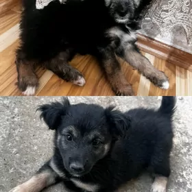 Щенки - звоночки