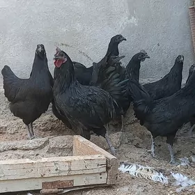 Eti gara towguň ýumurtgasy