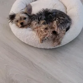 ниорский терер