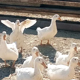ой гушлары