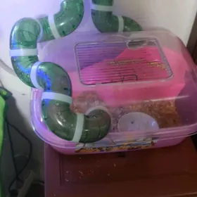 хомячки