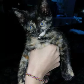 КОТЕНОК