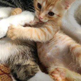котёнок