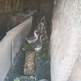 гуси газлар