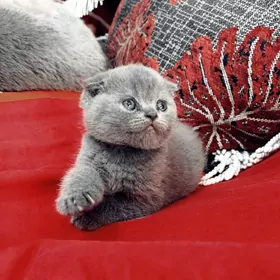 шотландская кошка
