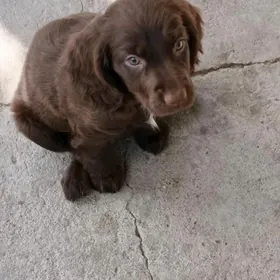 щенки русский спаниель 2