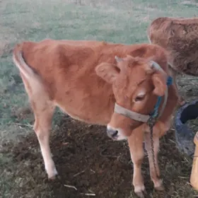 туве10 айлык