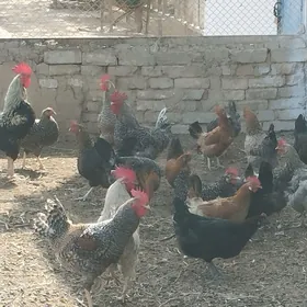 towuk dominat yerli towuk