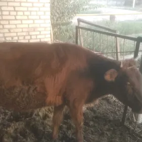 Bakylan tüwe