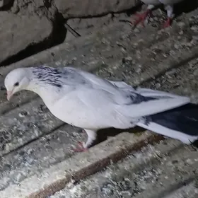 kepderi