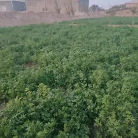 Ёрунжа 16 соток.