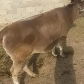 bakylan tüwe göle