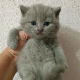 шотл лиловый мальчик