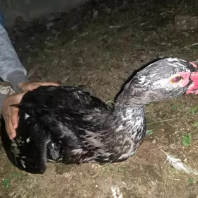 satlyk indugutka ördekler