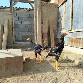 2 Sany Taskent Horoz