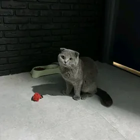 кот для случки / вязки