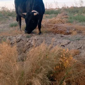 arasa galsteyin okiz