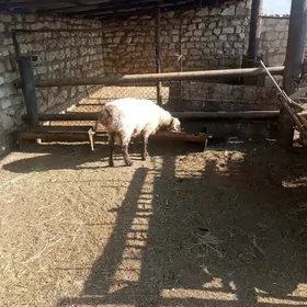 goç