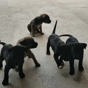 Кане Корса щенки