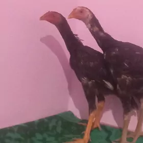 Horaz Paroda
