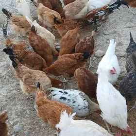 9 Aylyk Towuklar