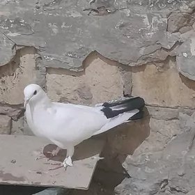 kepderi erkek guş 16 guruk