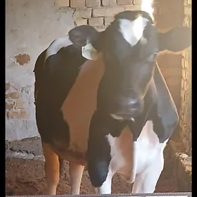 Гальштейин Окуз