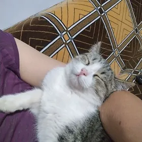 животные домашние