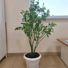 Ofis güli