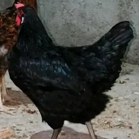 Towuk ataks