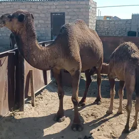 Köşekli düýe satlyk
